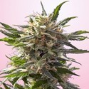 Crystal White (Spliff Seeds) feminizada