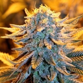 Dutch Automatic (Spliff Seeds) feminizada