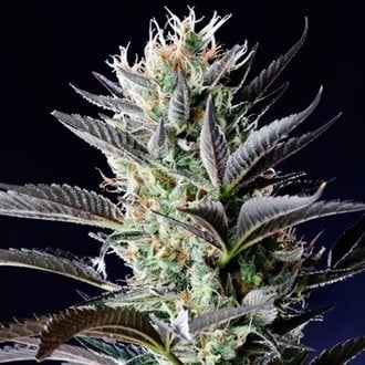 Dutch Blue Automatic (Spliff Seeds) feminizada