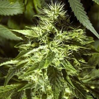 Fast Bud Outdoor (Spliff Seeds) feminizada