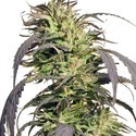 Gold Rush Outdoor (Spliff Seeds) feminizada