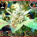Big Buddha Cheese (Big Buddha Seeds) feminizada