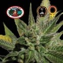 Big Buddha Cheese (Big Buddha Seeds) feminizada