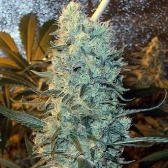 Power Plant (Spliff Seeds) feminizada