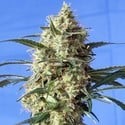 Snow White (Spliff Seeds) feminizada