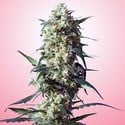 Spliff's Strawberry (Spliff Seeds) feminizada