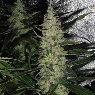 Super Skunk (Spliff Seeds) feminizada