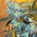 White Widow (Spliff Seeds) feminizada