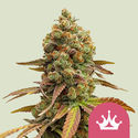 Special Queen 1 (Royal Queen Seeds) feminizada