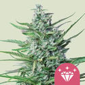 Special Kush 1 (Royal Queen Seeds) feminizada