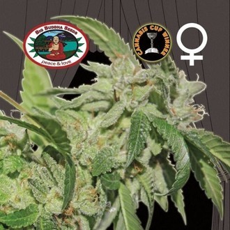 Buddha Tahoe (Big Buddha Seeds) feminizada