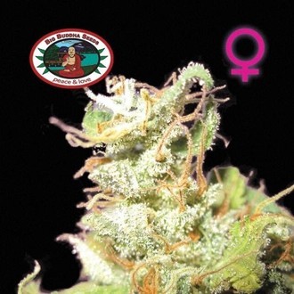 Buddha Haze (Big Buddha Seeds) feminizada