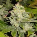 Deadhead OG (Cali Connection) feminizada