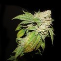 Larry OG Kush (Cali Connection) feminizada