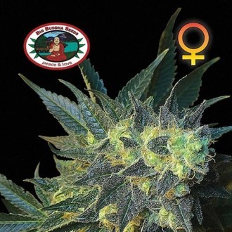 Chiesel (Big Buddha Seeds) feminizada