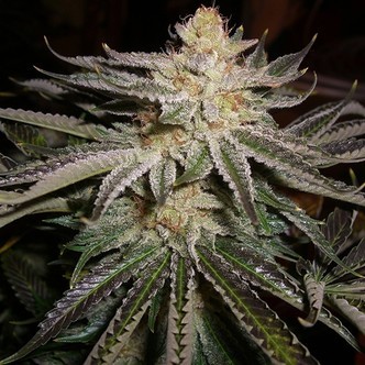 Original Sour Diesel (Cali Connection) feminizada