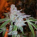 Buddha Tahoe OG (Cali Connection) feminizada