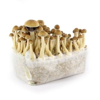 Kit 'Ecuador' 100% Mycelium(Supa Gro)