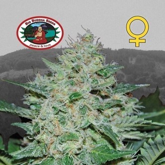 Freeze Cheese ´89 (Big Buddha Seeds) feminizada