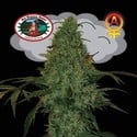 Critical Mass Automatic (Big Buddha Seeds) feminizada