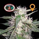 Cheese Dawg (Big Buddha Seeds) feminizada