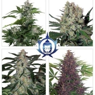 Assorted Auto (Buddha Seeds) feminizada