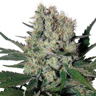 Syrup (Buddha Seeds) feminizada