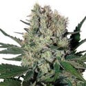 Syrup Auto (Buddha Seeds) feminizada