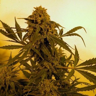 Guillotine (French Touch Seeds) feminizada