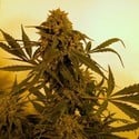 Guillotine Auto (French Touch Seeds) feminizada