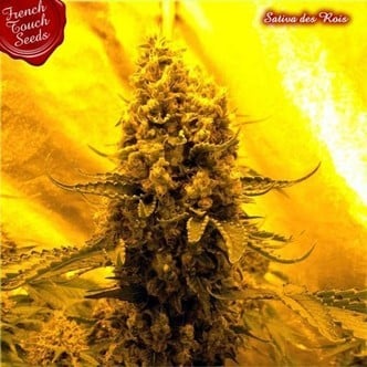 Sativa Des Rois (French Touch Seeds) feminizada
