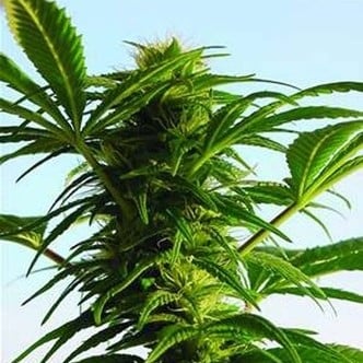 Mega Power Plant (Spliff Seeds) feminizada