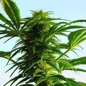 Mega Power Plant (Spliff Seeds) feminizada