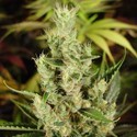 Amnesia Haze (Soma Seeds) feminizada