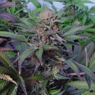 Somango (Soma Seeds) feminizada