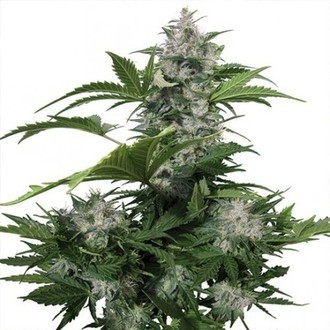 White Dwarf (Buddha Seeds) feminizada