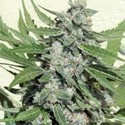 White Dwarf (Buddha Seeds) feminizada