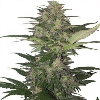 Red Dwarf (Buddha Seeds) feminizada