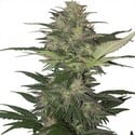 Red Dwarf Auto (Buddha Seeds) feminizada