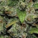 Red Dwarf Auto (Buddha Seeds) feminizada