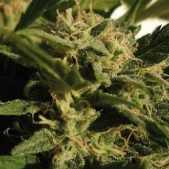 Red Dwarf Auto (Buddha Seeds) feminizada