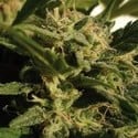 Red Dwarf Auto (Buddha Seeds) feminizada