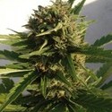 Red Dwarf Auto (Buddha Seeds) feminizada