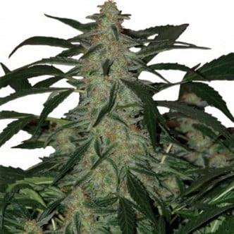 Deimos (Buddha Seeds) feminizada