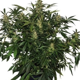 Deimos Auto (Buddha Seeds) feminizada