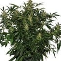 Deimos Auto (Buddha Seeds) feminizada