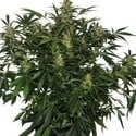 Deimos (Buddha Seeds) feminizada