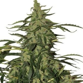 Deimos Auto (Buddha Seeds) feminizada