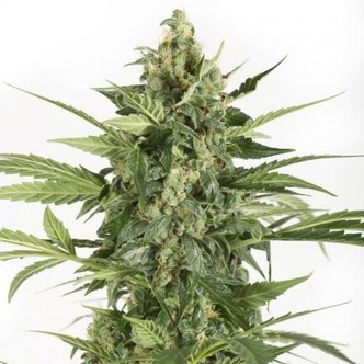 Blue Cheese Autoflowering (Dinafem) feminizada