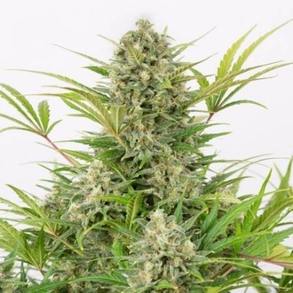 Critical Cheese Autoflowering (Dinafem) feminizada